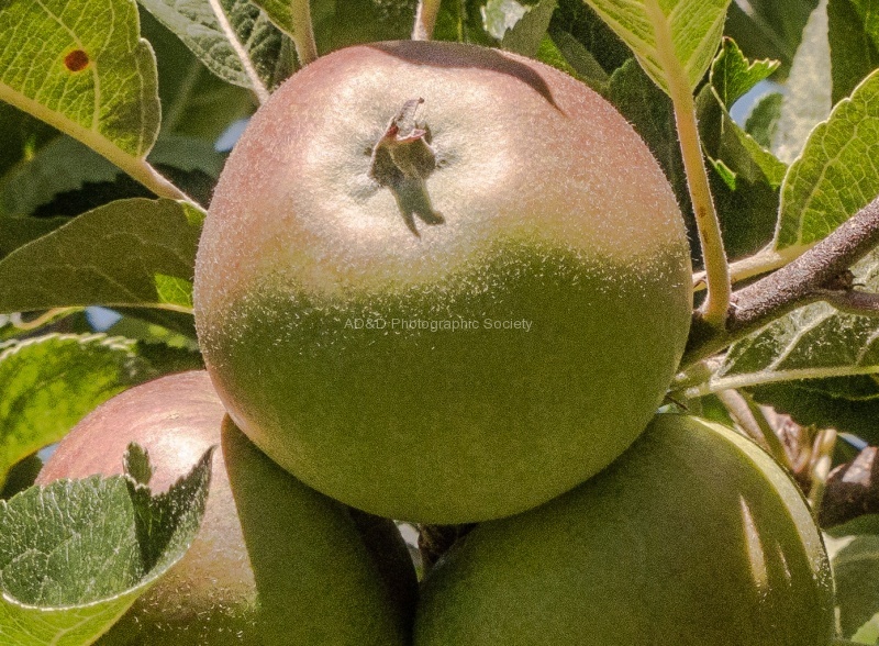 RichardB- Fruit&Veg 2.jpg