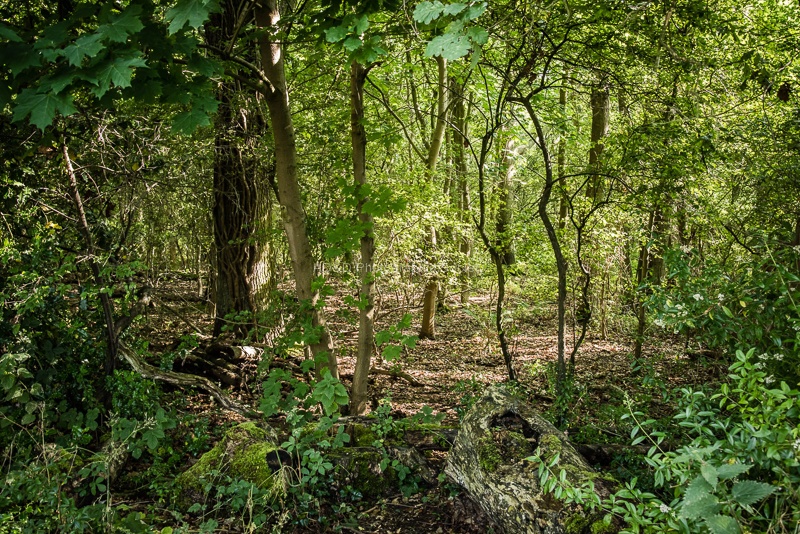 3-JohnE.jpg