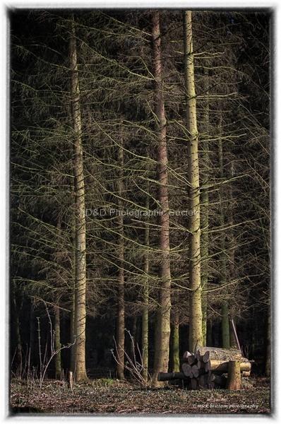 Mick Trees Image 1.jpg