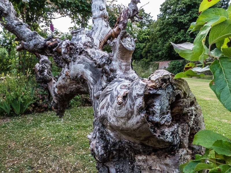 RichardB Trees-1.jpg