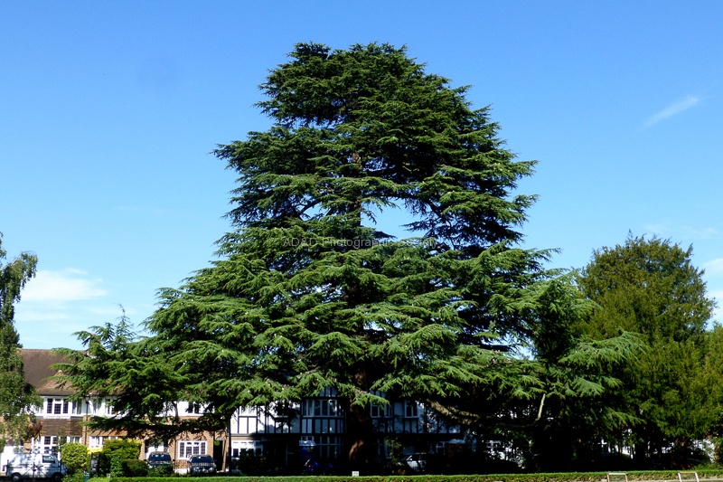 Roy 1Cedar in Teddington.jpg