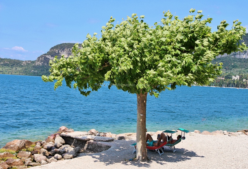 Tree Maureen IMG_6042.jpg