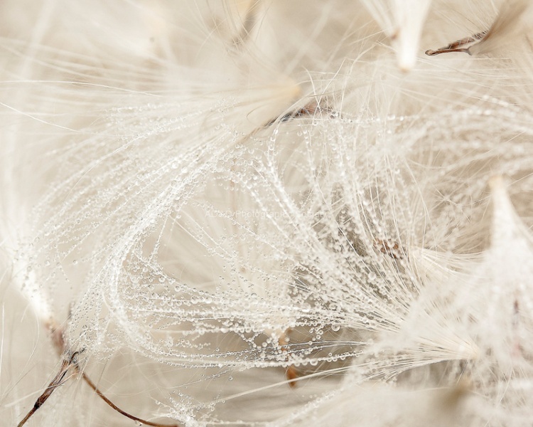 Mahoney Textures 2 - Fluffy (Wet).jpg