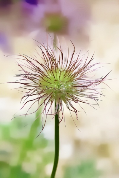 Maureen. Macro IMG_6946_pe.jpg