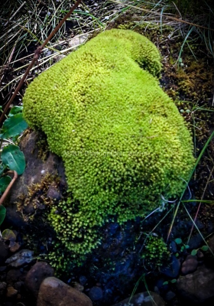 Moss not in Sterling.jpg