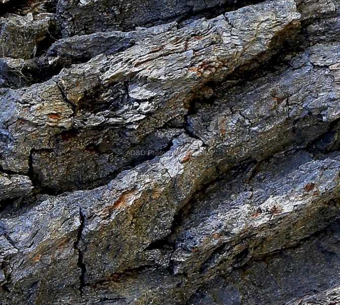 Paul 3 Tree Bark.jpg