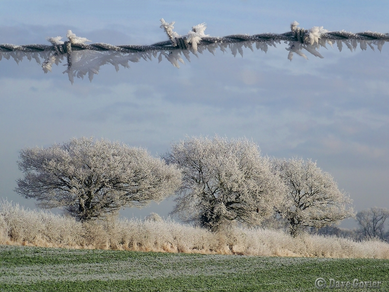 On a cold and frosty morning