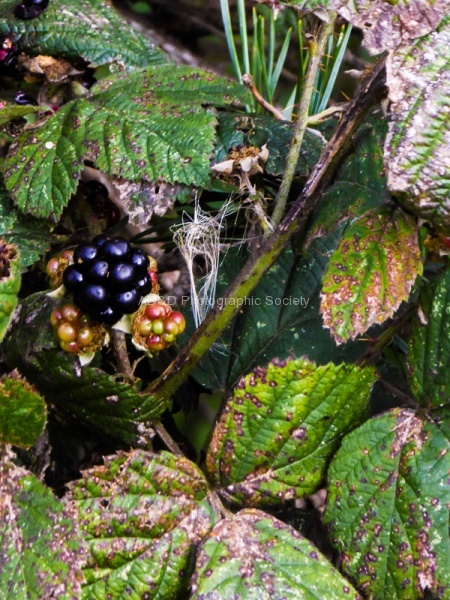A Blackberry.jpg