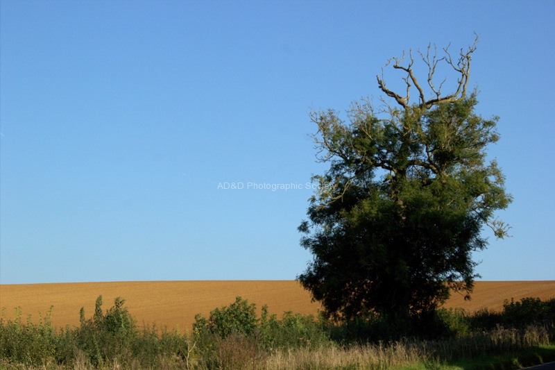 Autumn field.jpg
