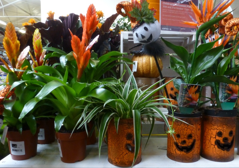 Autumn on sale.jpg