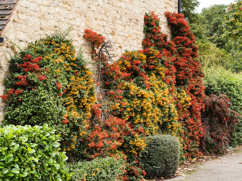 Colin - Autumn Colours 2.jpg