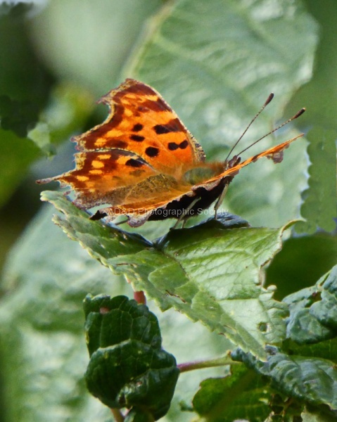 JB - Comma butterfly2.jpg