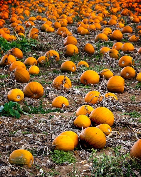 Mahoney Autumn 1.jpg