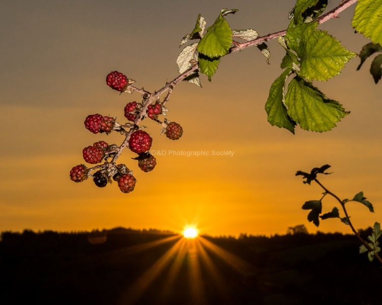 Mahoney Autumn 3.jpg