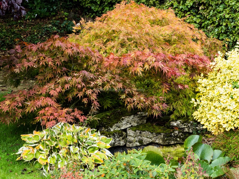 Richard Broadbent - RichardB Autumn3.jpg