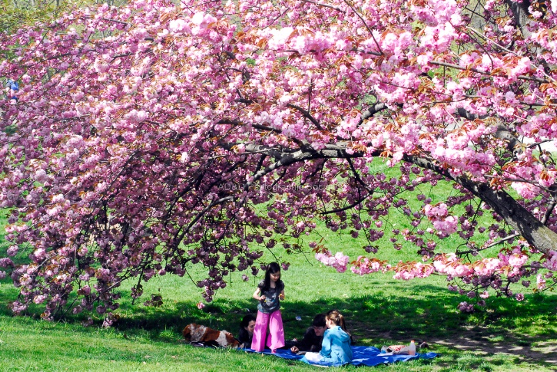 Cherry Blossom Time-George.jpg