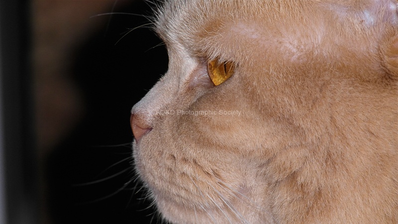 Chester Profile-Bren.jpg