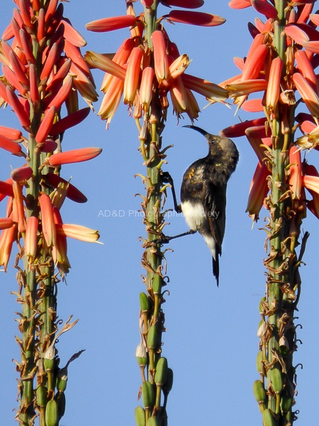 Dusky Sunbird-Janet.jpg