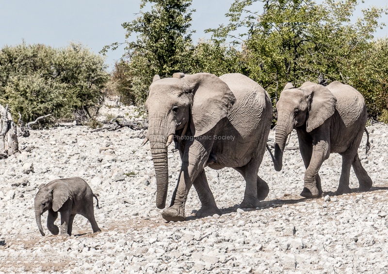 Follow the Leader-Richard.jpg