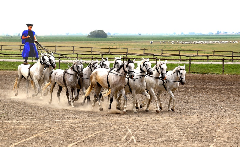 Horseman of the Hungarian Plains-PaulB.jpg