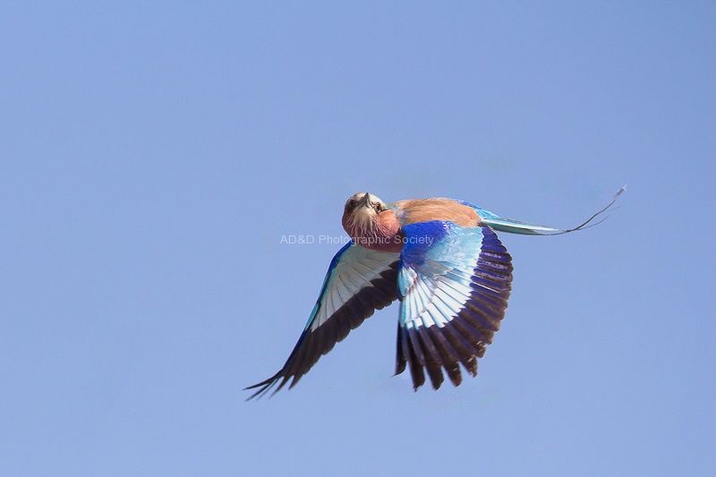 Lilac breasted roller-Colin.jpg