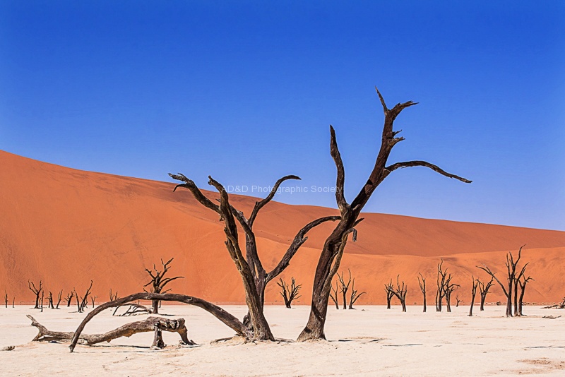 Petrified Trees-Gail.jpg