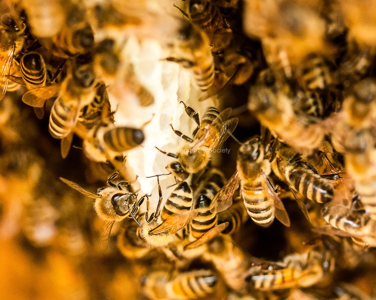 Schwartzwald Beehive-Bob.jpg