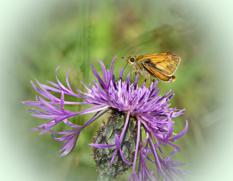 Small Skipper-Janet.jpg