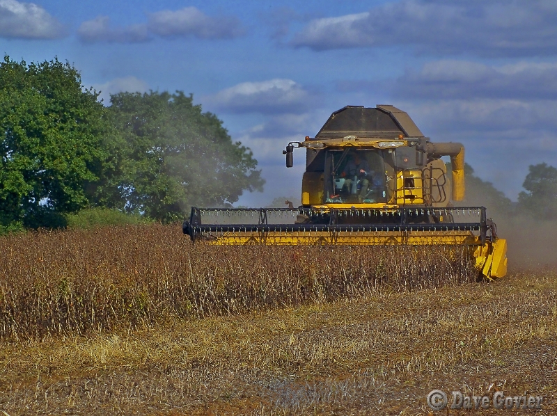 Harvest time