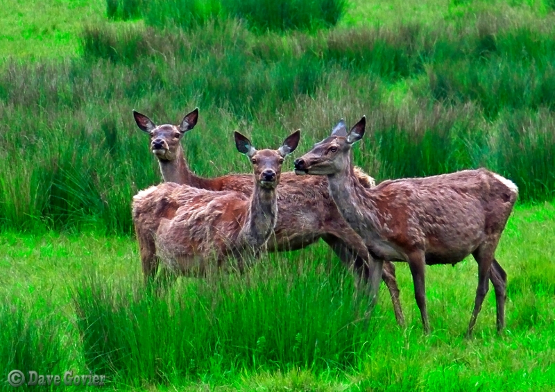 'Did you hear something, deer?'