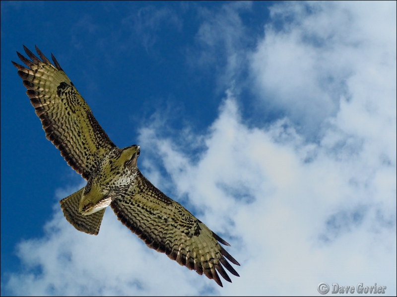 High flyer