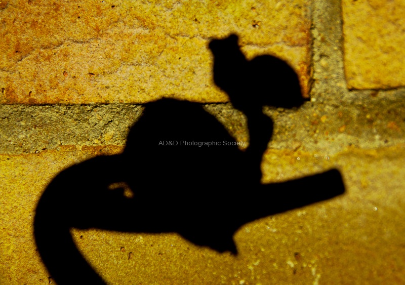Shadow1-JohnP.jpg
