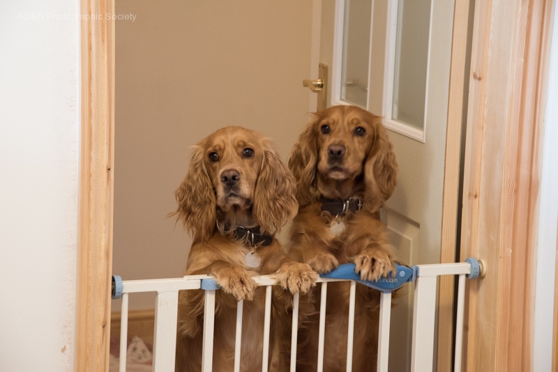 Shirley's pals, Barney and Sam