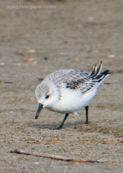 Sanderling