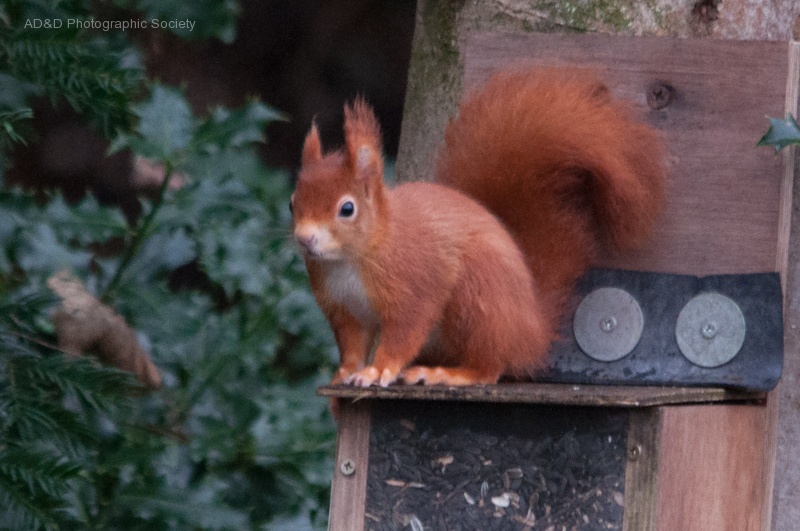 Red Squirrel on Anglesey