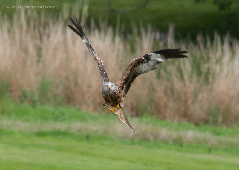 Red Kite at Gigrin Farm, Wales