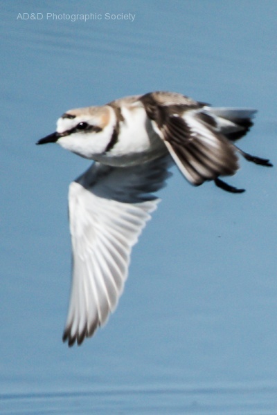Kentish Plover