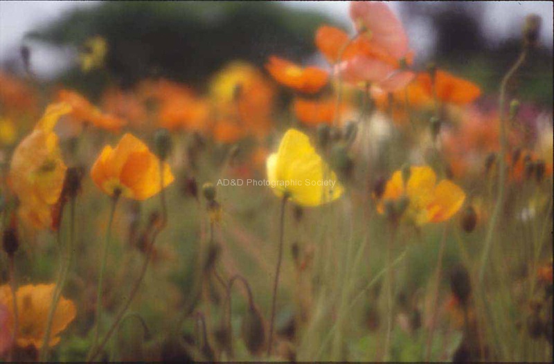 Andrew California Dreaming.jpg