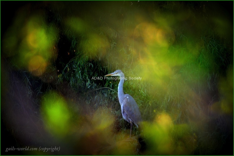 Gail Heron through a leafy tre