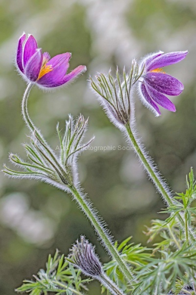 Hairy Alpine - John Cavana.jpg