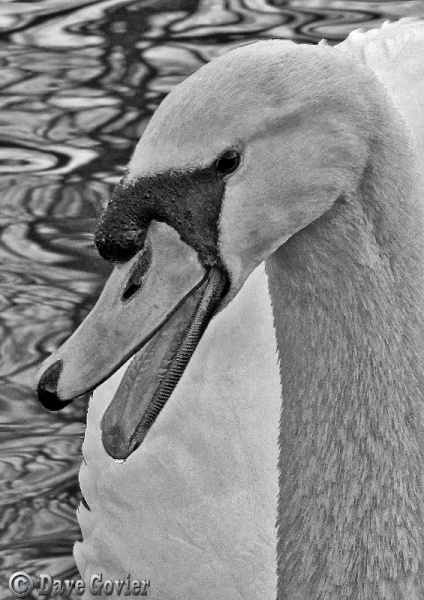 Swan song 