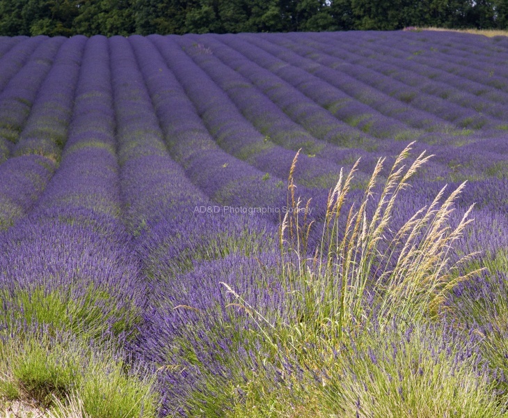 Cotswold lavender fields.