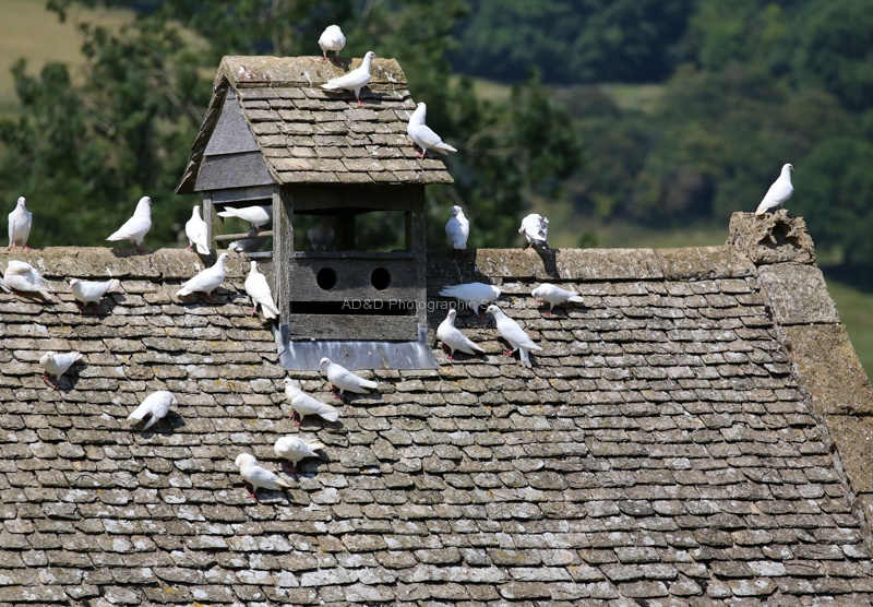 Paul B Stone Dovecote.jpg