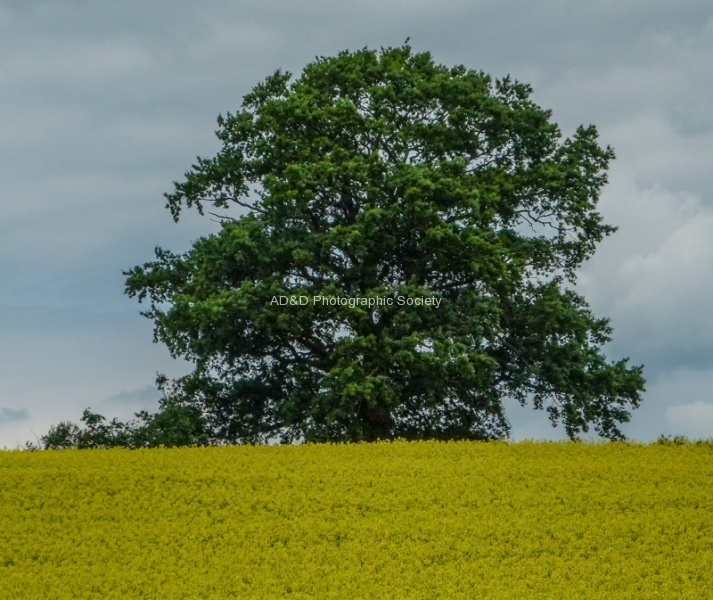 RichardB Oak tree.jpg