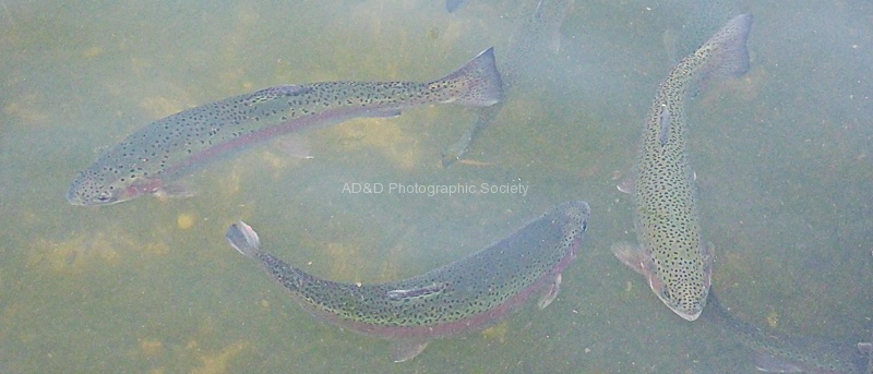 JanetB Water 3.jpg