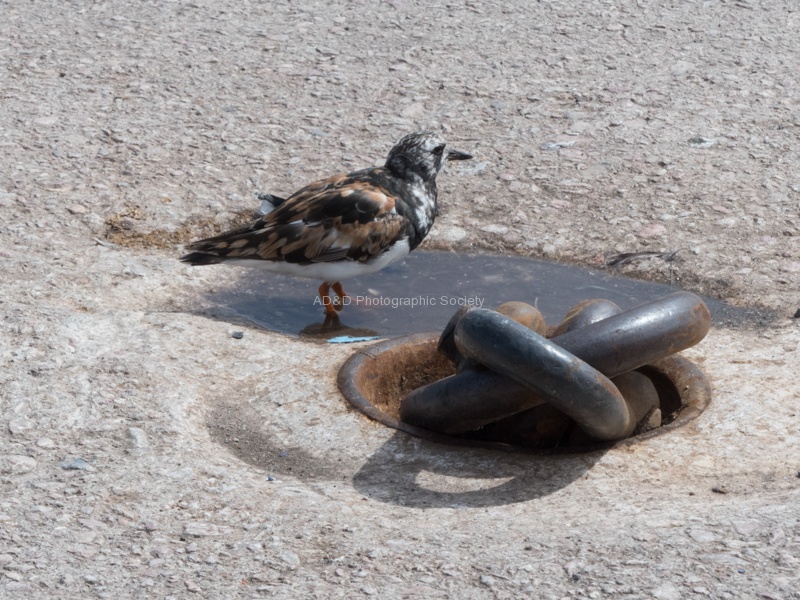 Roy Bird in water.jpg