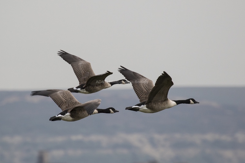 Canada Geese - Colin Lamb.jpg