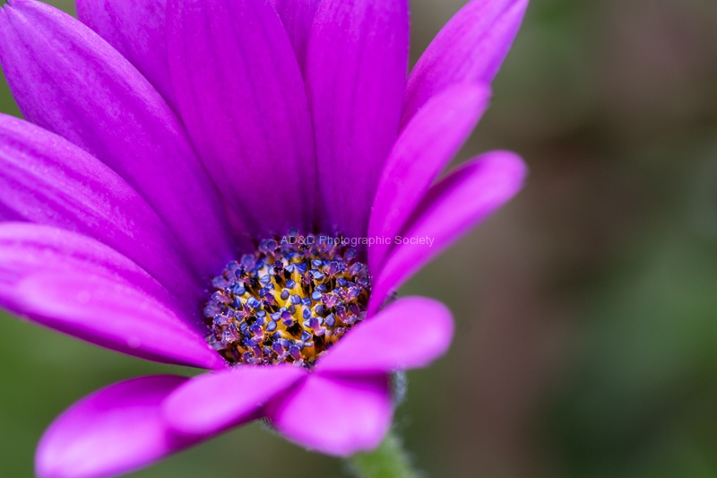 Colin Lamb - Jewelled Flower.jpg
