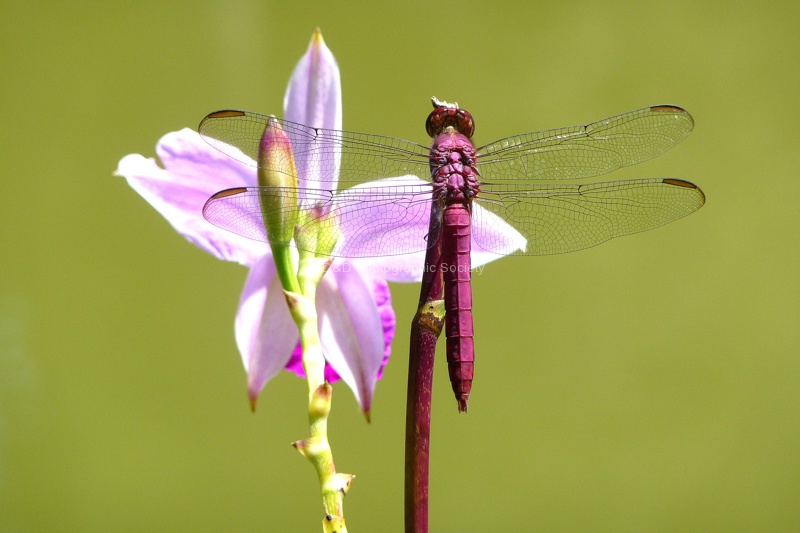 Colin Lamb - Roseate Skimmer.jpg
