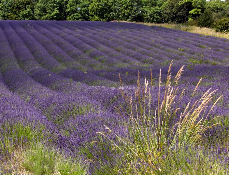 Cotswold Laveder Fields Paul Brewerton.jpg